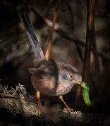 Mark Ellis - Dartford Warbler with Caterpiller